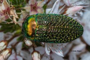 Stigmodera gratiosa | Atlas of Living Australia