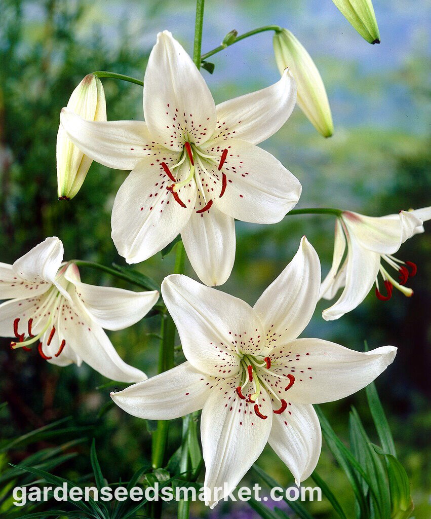 タイガーリリー-ホワイトタイガー-ラージパッケージ！ -10個