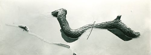 Harry Callahan: The Photographer at Work - Photographs by Harry