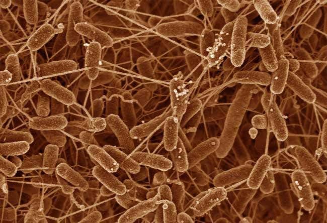 Bacteria made to sprout conducting nanowires | New Scientist