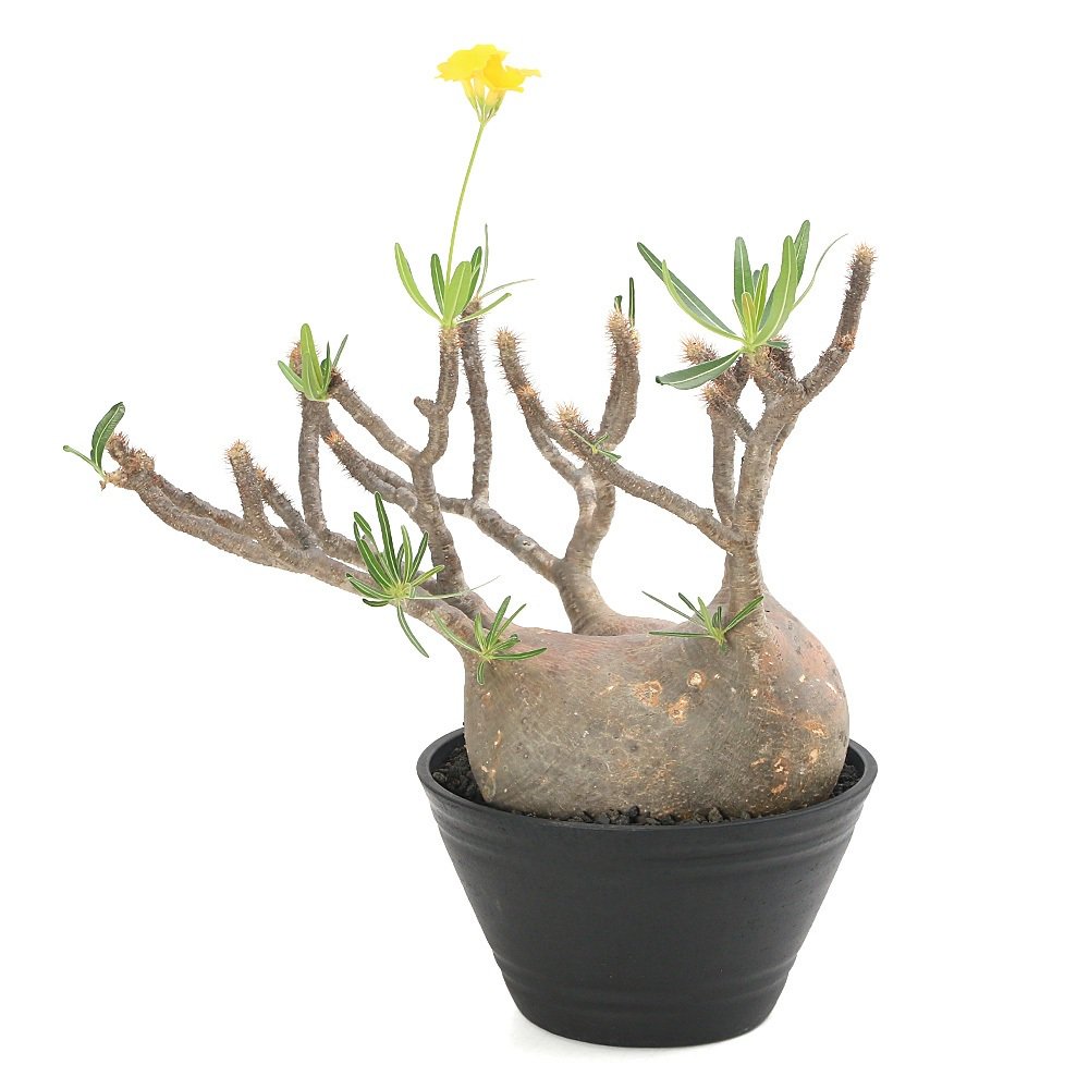 一点物 パキポディウム グラキリス 現地株 発根済み 9号(1鉢)冬期落葉