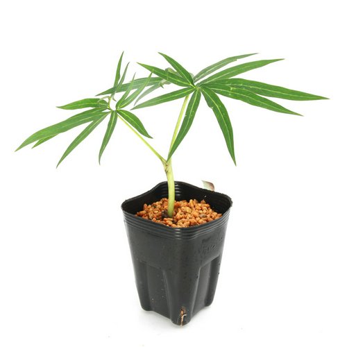 テンナンショウ(天南星)ナガバマムシグサ 模様葉 3号(1ポット)(休眠