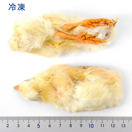 冷凍☆ヒヨコ(10羽) 月夜野ファーム 冷凍ヒヨコ 別途クール手数料