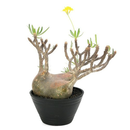 一点物 パキポディウム グラキリス 現地株 発根済み 9号(1鉢)冬期落葉