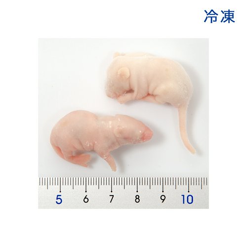 冷凍☆SPFマウス ピンクマウスL(10匹)(約4.5cm5~6g) 冷凍マウス 高品質