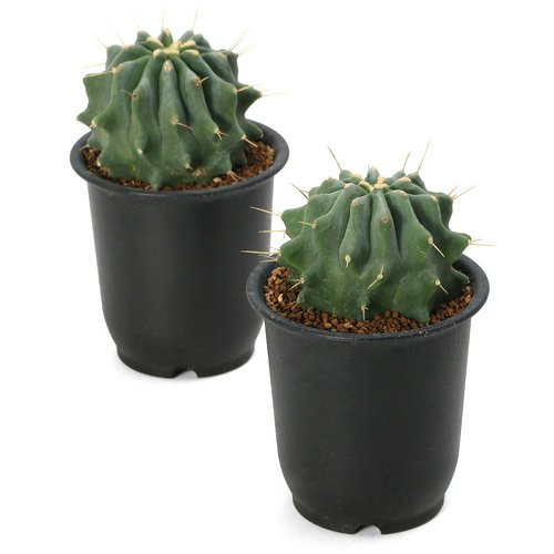 サボテン フェロカクタス 刺無王冠竜(トゲナシオウカンリュウ) 3号(1鉢