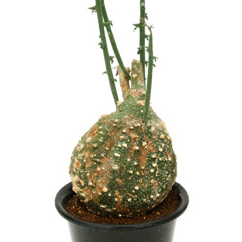 一点物 アデニア グロボーサ 5号(1鉢)(357379) | チャーム