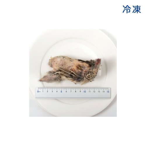 冷凍☆親ウズラ 内臓頭羽足処理済み 1羽 別途クール手数料 爬虫類 猛禽