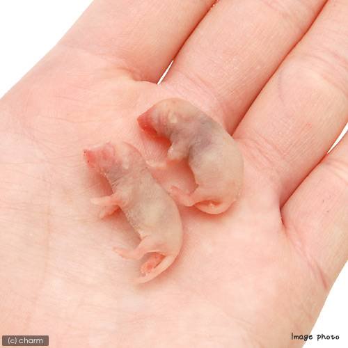 冷凍☆富城 ピンクマウスS(10匹) (約2.5cm) 冷凍マウス 別途クール