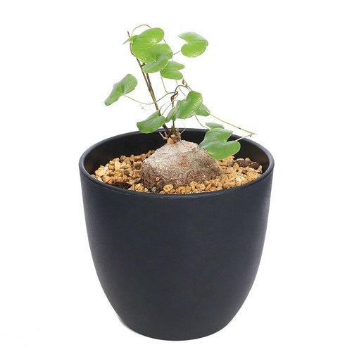 ディオスコレア エレファンティぺス(亀甲竜) 4号(1鉢) 落葉中 | チャーム