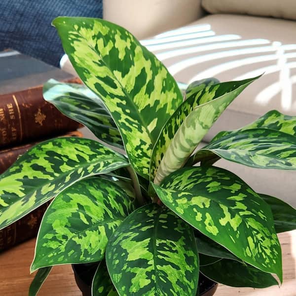 ALTMAN PLANTS Homalomena 'Camouflage', 6 in. White Decorative Pot