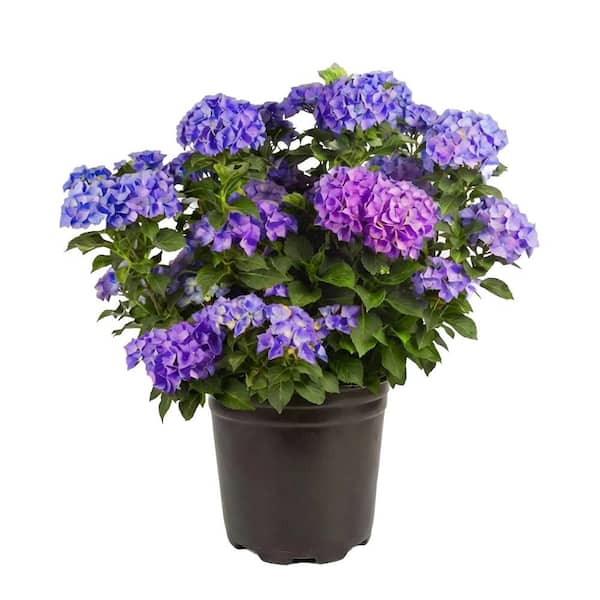 PROVEN WINNERS 2 Gal. Cityline Paris Bigleaf Hydrangea (Hydrangea