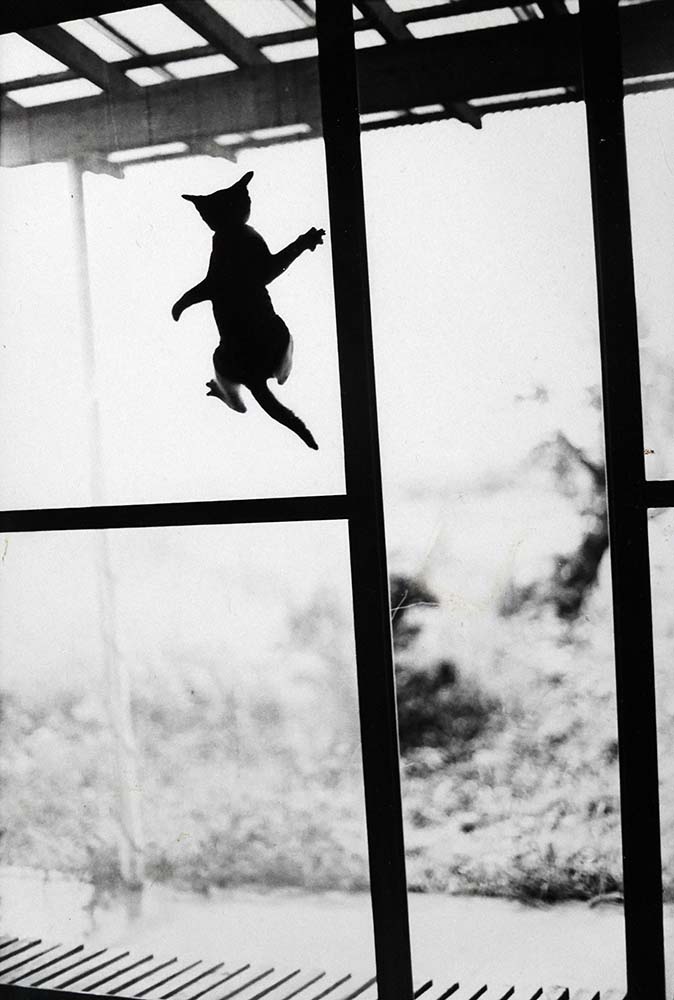 猫写真を超え、その作品世界の中核をなす決定版、深瀬昌久『サスケ