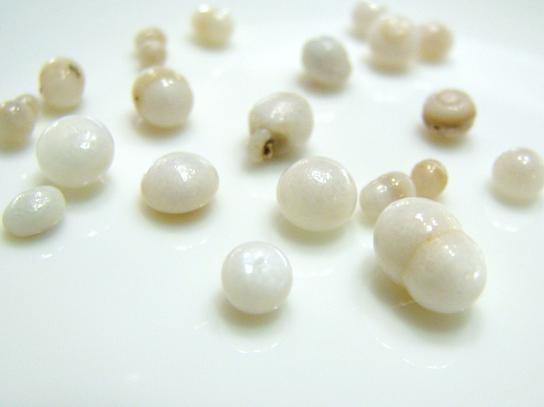 ホタテの真珠 | こころの色いろいろ