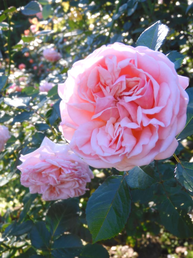 秋バラ 2024 神代植物公園「秋のバラフェスタ」〈3〉国際ばら