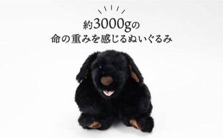 犬型セラピー？！ロボット？パトランの黒（通称：クロラン） 犬