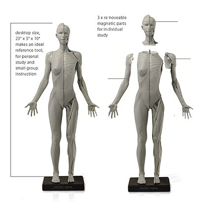 アナトミー（人体模型）フィギュア 女性 Ver.2-A 単品（再販
