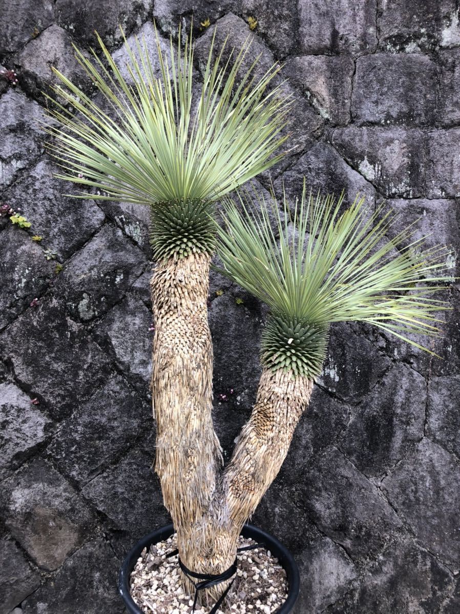 AL423】ユッカ ロストラータ ダブルヘッド 【公式通販】