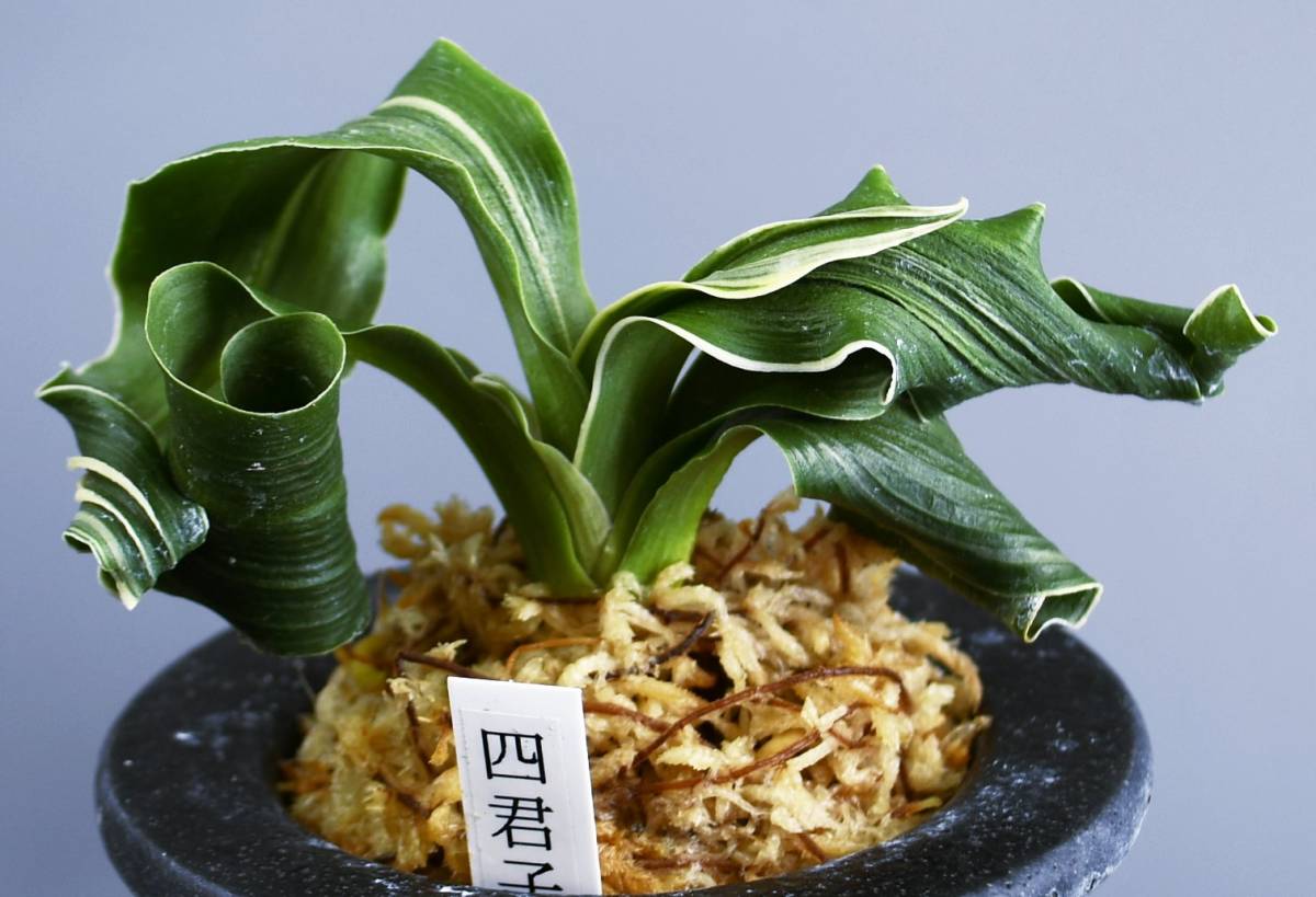 万年青 四君子 縞覆輪 獅子系 おもと 最高位貴品 楽天市場】◇獅子