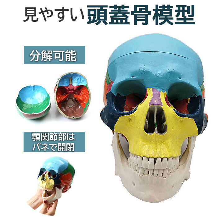 頭蓋骨 模型 通販 ガイコツ 骸骨 骨 標本 顎 関節 分解 配色 カラー 頭