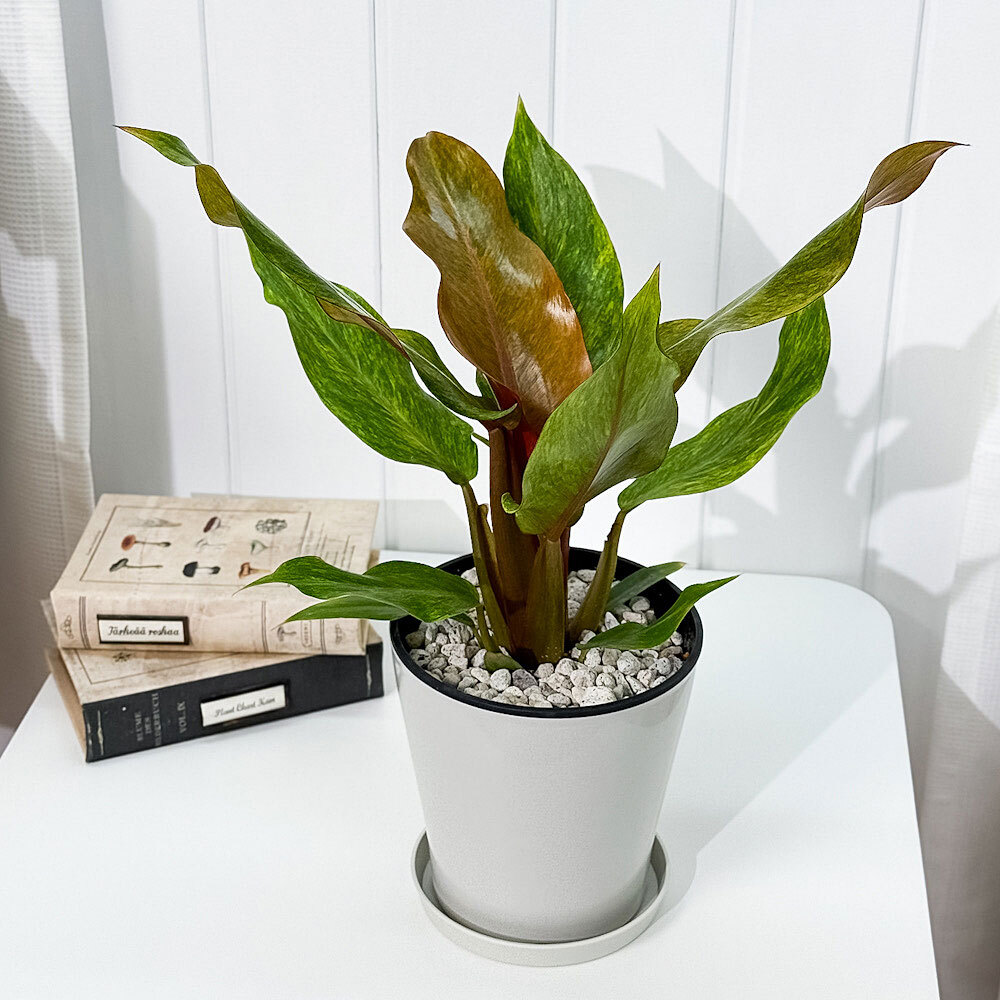 PLANCHU 観葉植物 フィロデンドロン オレンジマーマレード 5号鉢