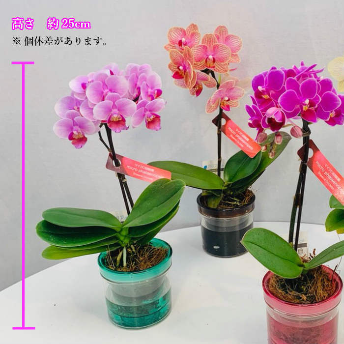 マイクロ胡蝶蘭 お手入れ簡単「アクアポット」プティBOX入り - 【Tokyo