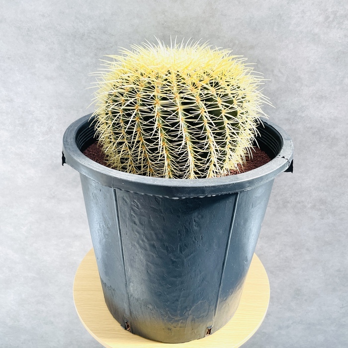 サボテンの王様 金鯱 12号鉢 大型 特大サイズ 観葉植物 多肉植物 金