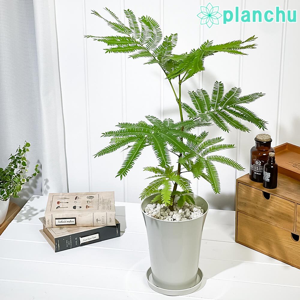 PLANCHU 観葉植物 エバーフレッシュ 5号鉢 受け皿付き 育て方説明書