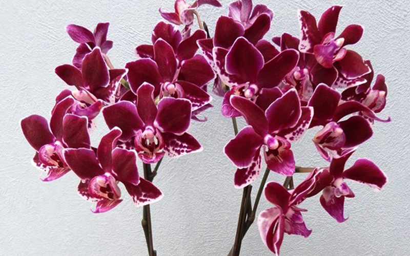 ミディ胡蝶蘭 チャチャ2本立 - 【あすに届けるお花屋さん～輝華