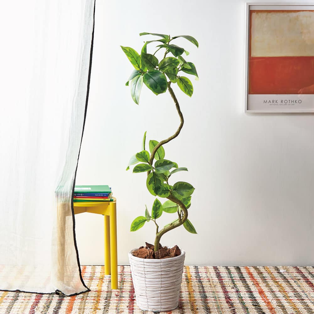 インテリアグリーン フィカス アルテシマ 高さ138cm 通販 - ディノス