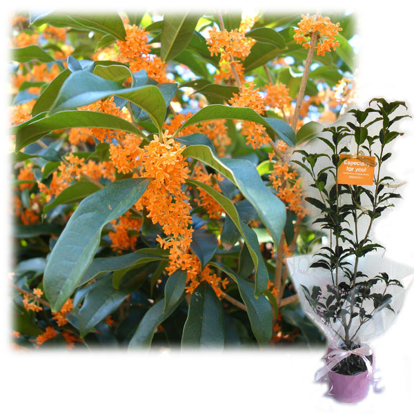 園芸ネット本店｜苗木ギフト：キンモクセイ（金木犀）「特別なあなたへ