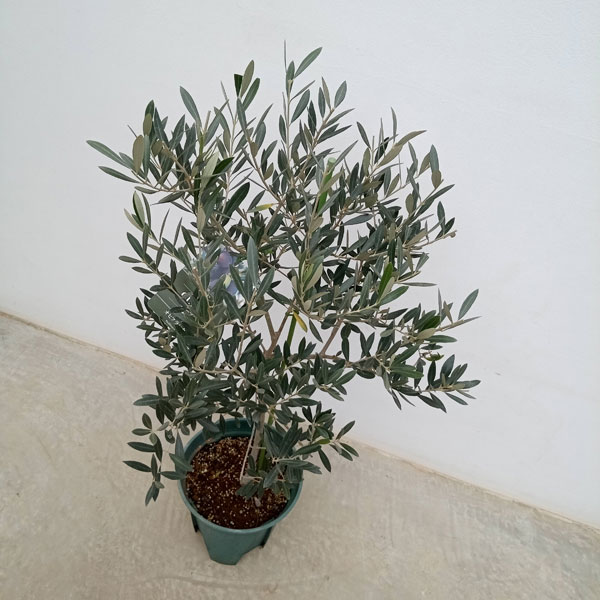 園芸ネット本店｜オリーブ：オヒブランカ 8号鉢植え* の通販【公式】