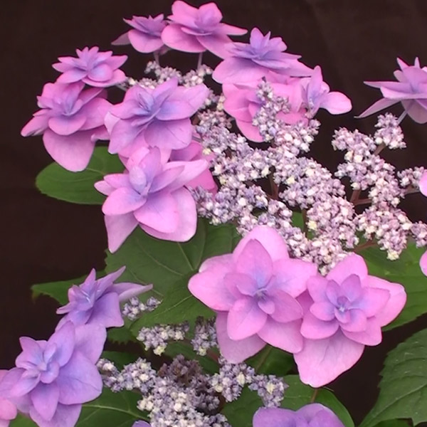 園芸ネット本店｜ヤマアジサイ：ミヤマヤエムラサキ（深山八重紫） 4号