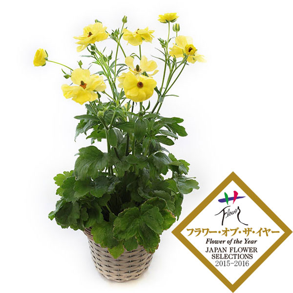 園芸ネット本店｜ラナンキュラス：ラックス ピュタロス5号鉢植えカゴ