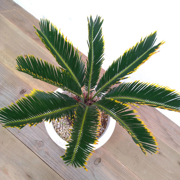 金環ソテツ 2.5号ポットつき 2株セット❗ い 金環ソテツ 2.5号ポット