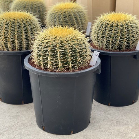 園芸ネット本店｜サボテンの王様：金シャチ（キンシャチ・金鯱）12号