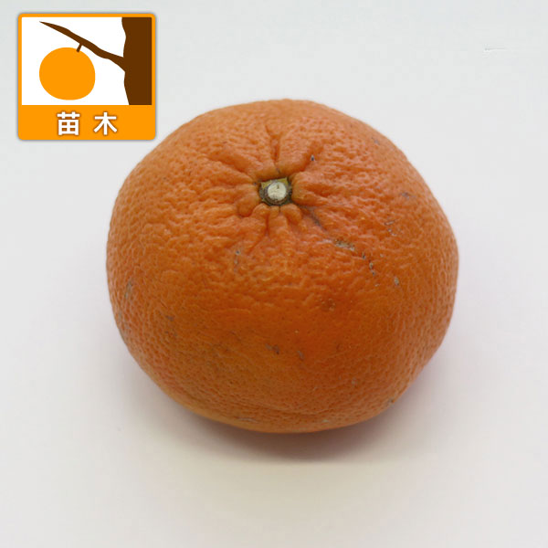 園芸ネット本店｜レイコウ（麗紅・れいこう）4～5号ポット の通販【公式】