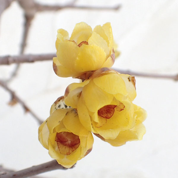 園芸ネット本店｜ロウバイ：満月（まんげつ）3.5号ポット の通販【公式】