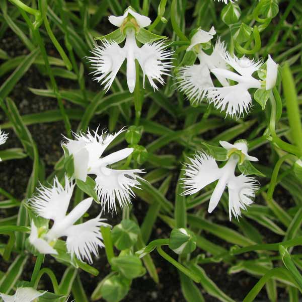 園芸ネット本店｜サギソウ（鷺草）：銀河4号鉢植え SS SS 野生蘭 山