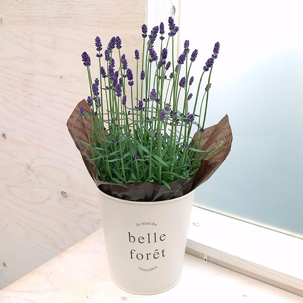 園芸ネット本店｜ラベンダー：イングリッシュ ヒドコート5号鉢植え