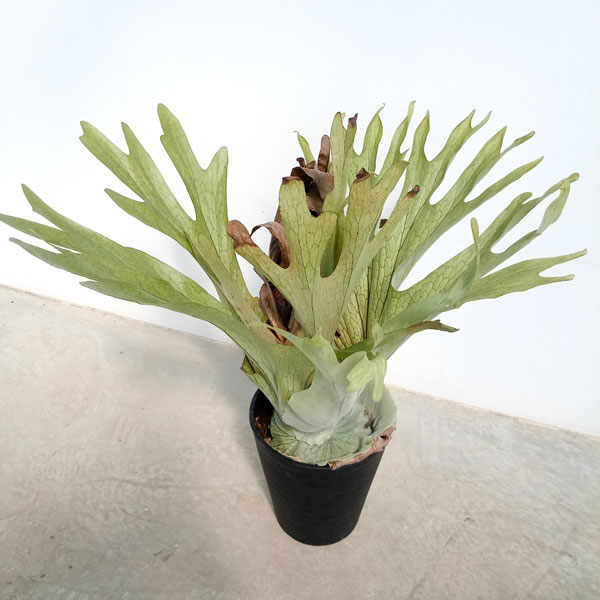 園芸ネット本店｜ビカクシダ（コウモリラン）：スパーバム 8号22-02 の