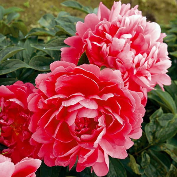 園芸ネット本店｜シャクヤク（芍薬）：レッドマジック4号ポット の通販