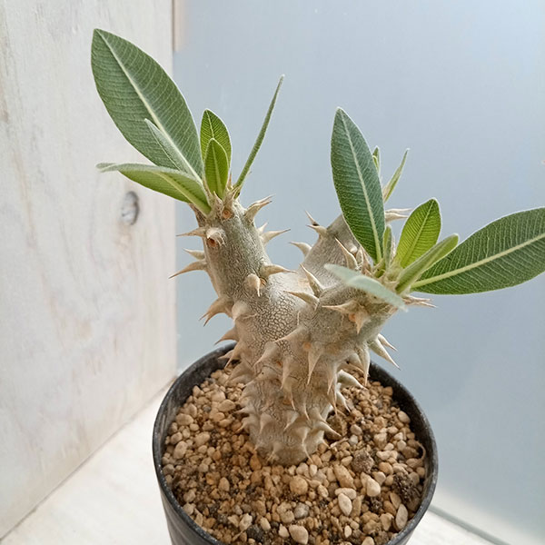 園芸ネット本店｜パキポディウム：デンシフローラム（実生） 3号 の