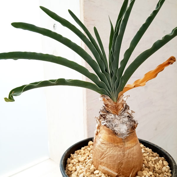 園芸ネット本店｜[ザ・ファームセレクト]ブーファン：ディスティチャ 4