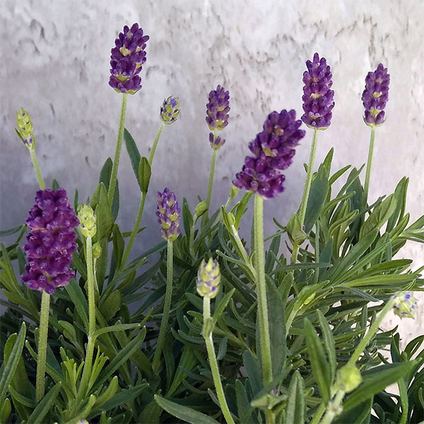 園芸ネット本店｜イングリッシュラベンダー：アヴィニョンアーリー