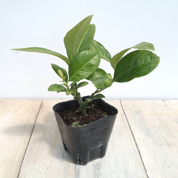 園芸ネット本店｜レモン：ラフレモン3号ポット の通販【公式】