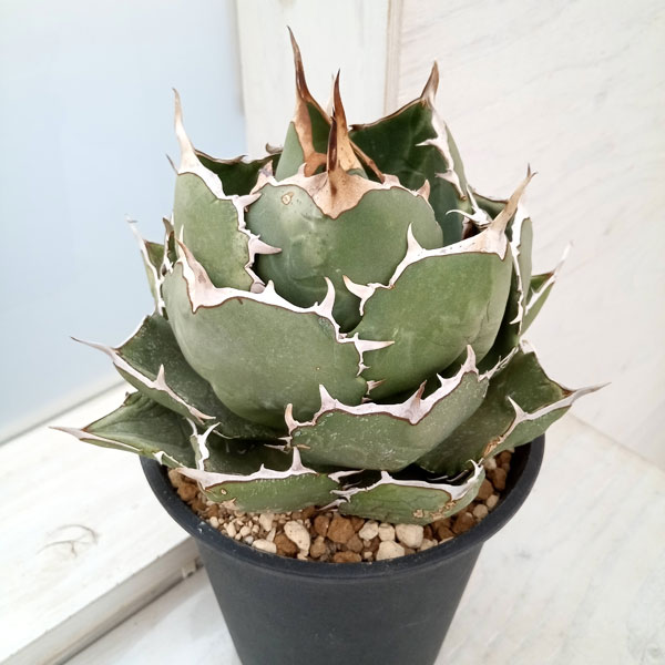 園芸ネット本店｜[送料無料]アガベ：オテロイ（チタノタ FO-076）5号