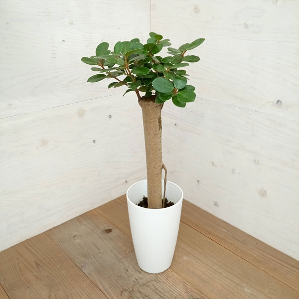 園芸ネット本店｜ガジュマル：パンダガジュマル 7号鉢植え* の通販【公式】