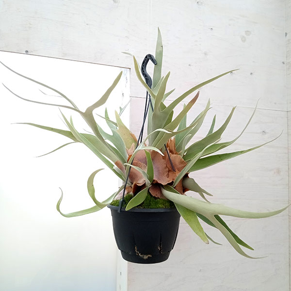 園芸ネット本店｜ビカクシダ（コウモリラン）：ベイチー 7号吊り鉢 の