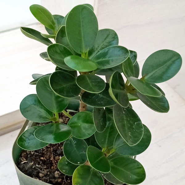 園芸ネット本店｜ガジュマル：ミニパンダガジュマル（コパンダ